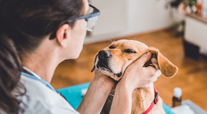 All Pets Health Center | Veterinarian in Spring Hill, TN